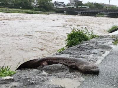 ama-japan - W Japonii trwa walka z powodzią. Znajomy był nad rzeką w Kioto i zauważył...