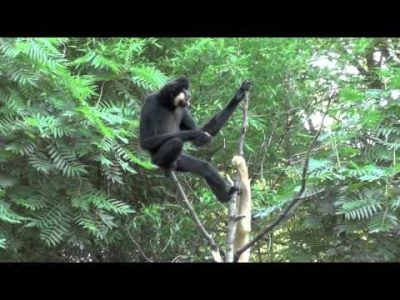 starnak - Gibbons singen.