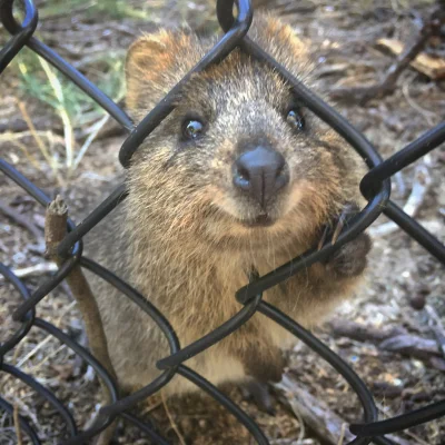 mfek00 - Świat zza krat nie jest taki kolorowy ( ͡° ͜ʖ ͡°)
#quokka #quokkanadzis #zw...