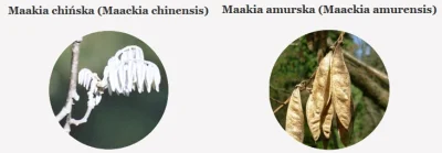 p.....2 - #polskiedrzewa

Maakia chińska (Maackia chinensis)
Maakia amurska (Maack...