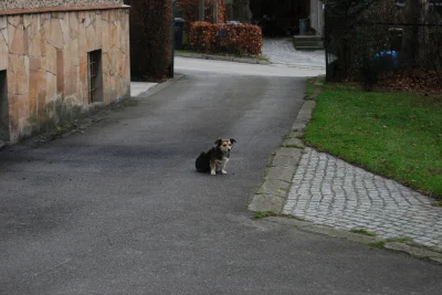 pasiaty - #darek chce pogonić kota z tego zdjęcia