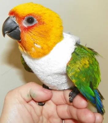 likk - #papugiwswetrach

#papuszkaboners #papugi #zwierzaczki

standardowo w bonu...