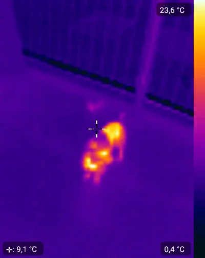 Mechatronix - Piesełe w podczerwieni

#flir #zwierzaczki #fotografia