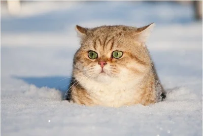 imie-email - Submarine cat (✌ ﾟ ∀ ﾟ)☞

#koty #zima