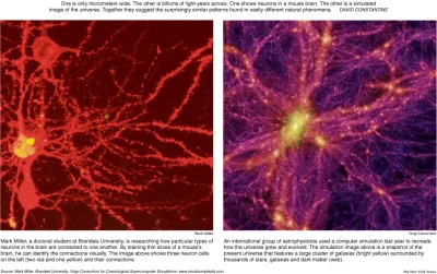 PerfectEquilibrium - Porównanie połączeń trzech neuronów znajdujących się w mózgu mys...