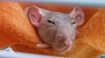 addicted44 - Dzień dobry :)
#szczury #pokazszczura