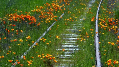 Montago - #kwiaty #laka #wiosna #tory #kolej