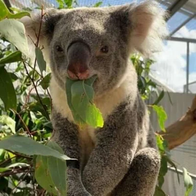 Najzajebistszy - Eukaliptus łagodzi obyczaje. ʕ•ᴥ•ʔ

#koala #koalowabojowka #zwierzac...
