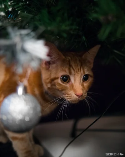 sorek - Świątecznie :D

#pokazkota #kotysorka #koty #kot