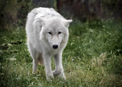 luuzik - Piękna bestia 
#wilk #wilknawieczor #natura