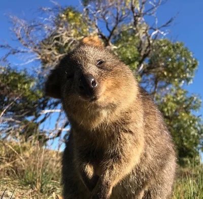 aloszkaniechbedzie - Dzisiaj to już nic nie rozumiem.

#confused #quokka #quokkanadzi...