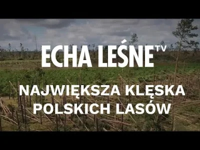 Filodendron - Krótki film (30 sekund) z kanału "Echa leśne" podsumowujący zniszczenia...