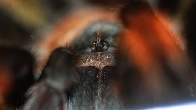 G....._ - Czy te oczki mogą kłamać? 
#terrarystyka #pajaki #zwierzaczki