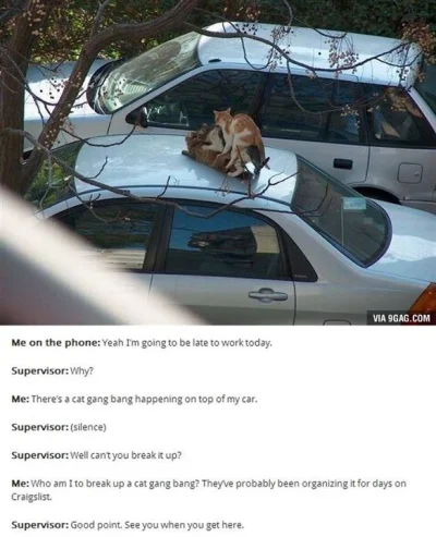 goromadska - Szefie, nie przyjadę do pracy bo mam koci #gangbang 

#wtf #wtfcontent #...