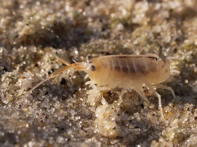 Nyana - @messiahone: Zmieraczek plażowy (Talitrus saltator) to na pewno nie jest bo j...