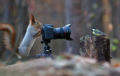 Q.....y - #fotografia #wiewiorka #ptaki #ornitologia #zdjecia #smiesznypiesek #sesja
...