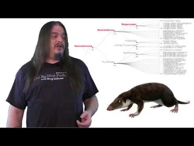 Trajforce - Systematic Classification of Life - ep23 Mammaliformes

#paleoart #pale...