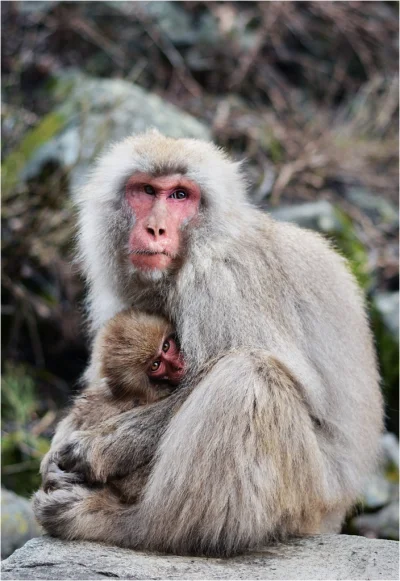 ff_91 - Głęboko w Alpach Japońskich mały makakeł śnieżny chowa się w futrze mamy. Te ...