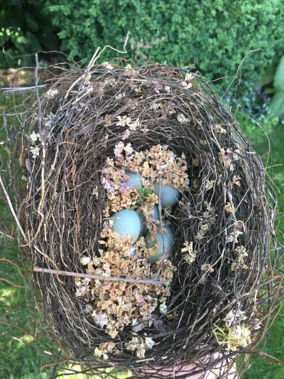 hvdy - Kto mi powie jakiego ptaka to gniazdo i jajka? #ornitologia
