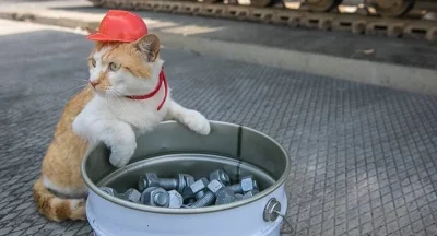 s.....1 - Kot budowniczy zawsze da radę. 
#koty #kot