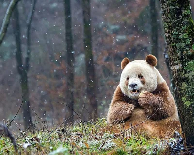 likk - Qizai, jedyna na świecie brązowo-biała #panda 

#zwierzaczki #zwierzeta #pan...