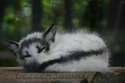 SowiaZmora - Chcę liseła numer trzy, jak oni mogą robić z nich futra #szloch #swiatje...