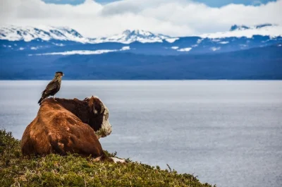 Lifelike - #photoexplorer #fotografia #przyroda #gory #ptaki #argentyna #chile
żródł...