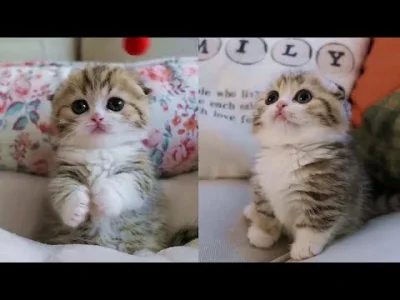 thevelvetunderground - Najsłodsze video z kotem jakie widziałem (ʘ‿ʘ)

#koty #kitku...