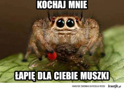 ZnamUklady - Ja tam lubię pajonki

#pajaki #muchy #kwejkaledobre #arachnofobia