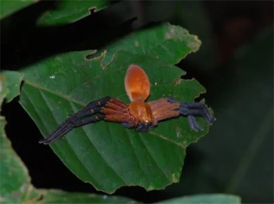 guarani - Niezidentyfikowany Sparassidae z Ekwadoru



#pajaki #truespiders