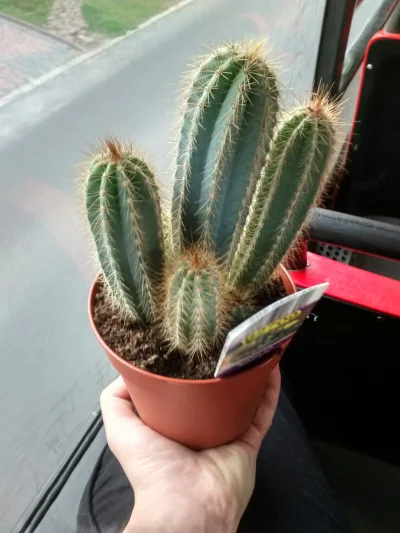 Gorion103 - Kupiłem kaktusa. 

#oswiadczenie