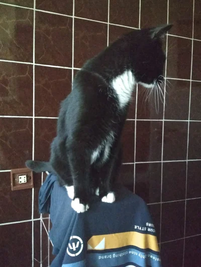 PanHeniek45 - Oczywiście świeża koszulka. Bo mogę. ლ(ಠ_ಠ ლ)

#koty