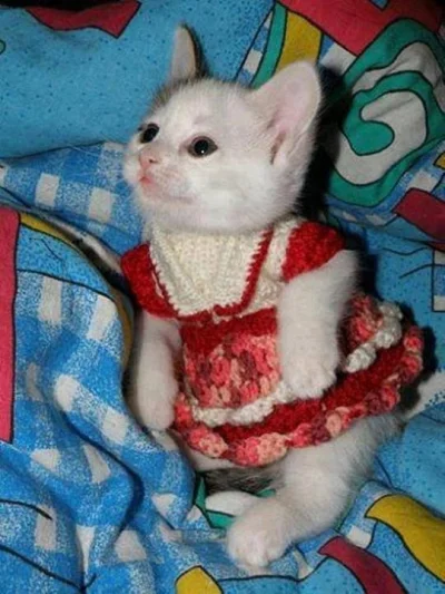 zakopywywacz - #kotyboners #sweter