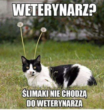 walter-pinkman - #100smiesznychobrazkow #koty #heheszki
#byloalebedziejeszczeraz