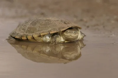 j.....n - Uśmiechnięty afrykański żółw hełmogłowymówi wam #dziendobry i życzy udanego...