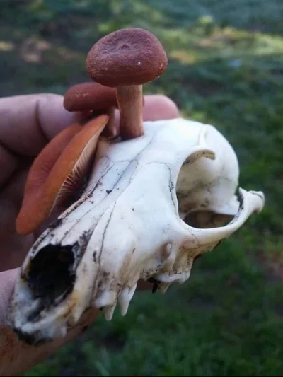cheeseandonion - Lisia czaszka porośnięta grzybami

SPOILER

#przyroda #natura #grzyb...