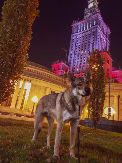 pranko_csv - Ktoś chętny na spacer? 
#Warszawa #pokazpsa

#prankothewolfdog