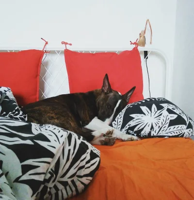 m.....l - Misia nie ma kogo męczyć jak niebieski w pracy :<

#zorabull #bullterrier...