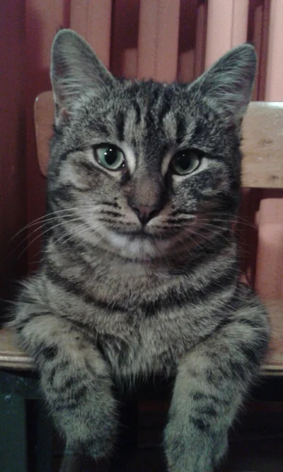 Mysterii - Dobry wieczór, w czym mogę pomóc? Jestę kotę. 

#koty #kotmysterii #pokazk...