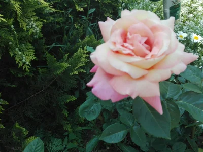 laaalaaa - Róża 9/100 z mojego ogrodu ( ͡° ͜ʖ ͡°)
#mojeroze #ogrodnictwo #chwalesie ...