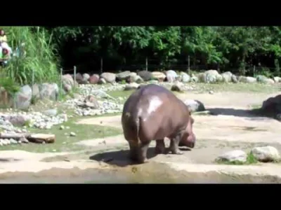 POSTER - Pierdzący hipopotam.
Przewijaj dalej
#filmy #zoo #pierdy #smieszne #hehesz...