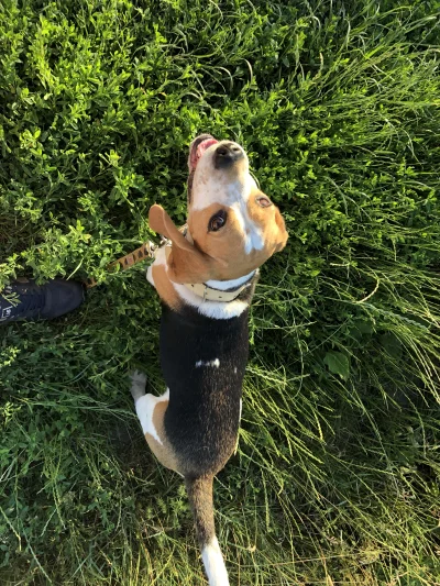 rtk993 - @Keep_Calm: Pies, w grudniu będzie 6 lat ʕ•ᴥ•ʔ