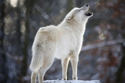 luuzik - Ale bym obejrzał taki program BBC na jedynce z wilkami 
#wilk #natura