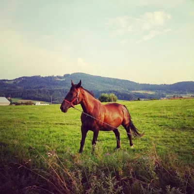 loozaque - Takie tam z dzisiejszego wypadu.

#konie #przyroda #fotografia