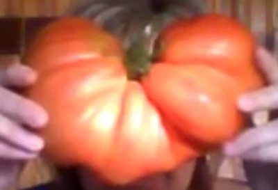 bonczo - @Nameinprogress: @WybaczMiOjczeBoZgrzeszylem: pomidor z ogródka mojej babci ...