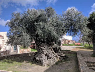 billu - Drzewko oliwne, ok. 3000 lat, jedno z najstarszych na świecie.

Kreta, Grec...