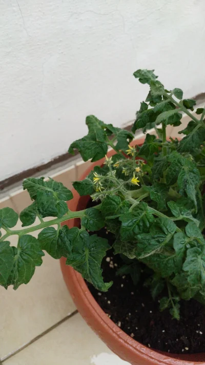 DyG121 - Na początku marca zasiałem pomidory. Zaczynają już kwitnąć :) 
W sumie z je...