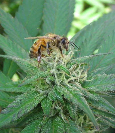 w.....k - #sadzicpaliczalegalizowac #marihuanen #marihuana #pszczoly #miod