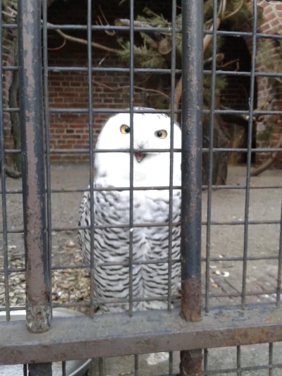 Lygrys - Znalazłem sowę z memu "o rly ?" . #wroclaw ma naprawdę świetne zoo oraz afry...