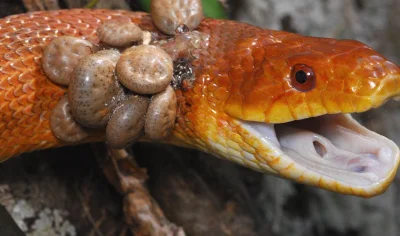 Iperyt - @GraveDigger: Węże to lubią. Dowód poniżej: